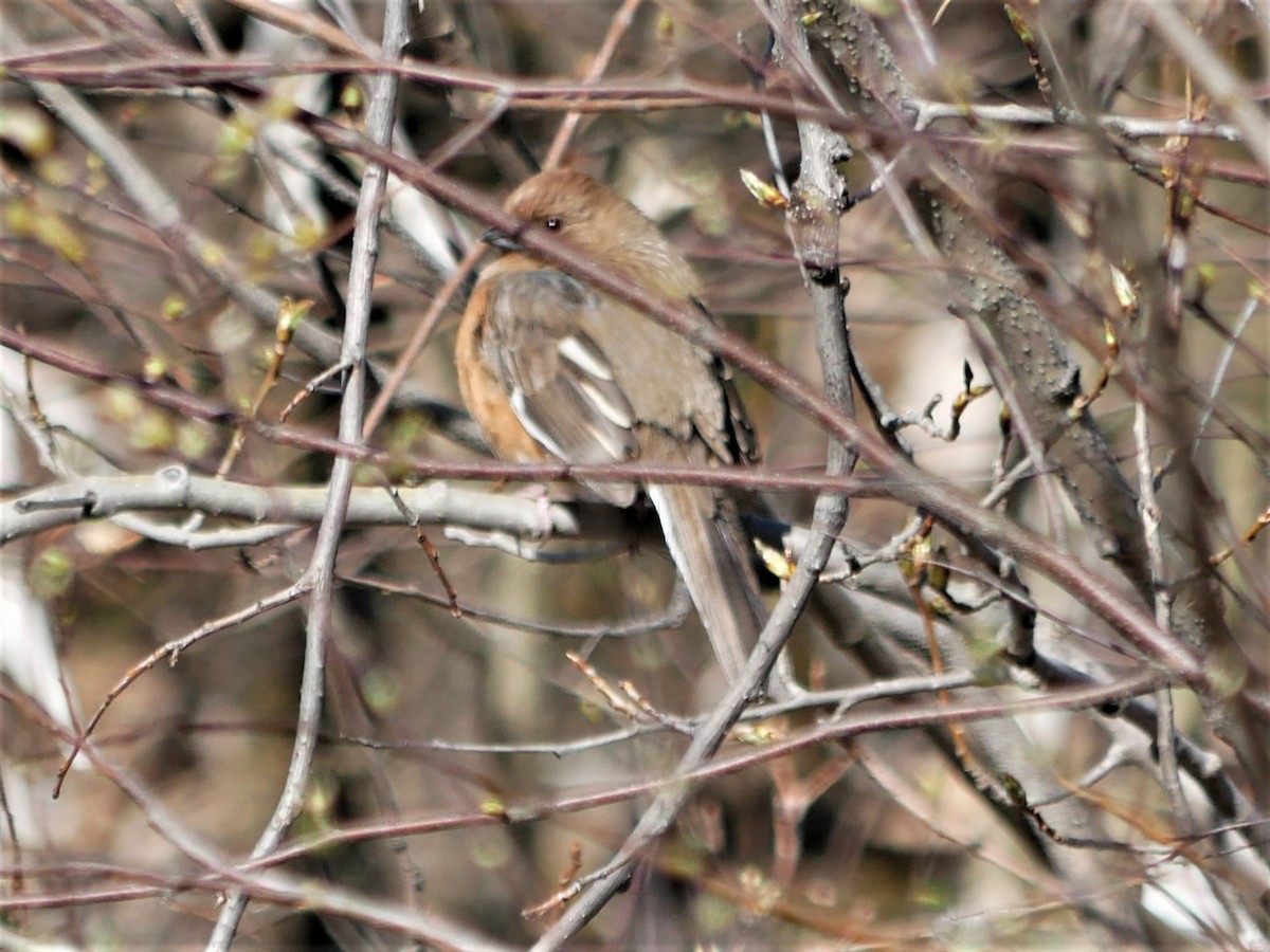 Eastern Towhee - ML445698841