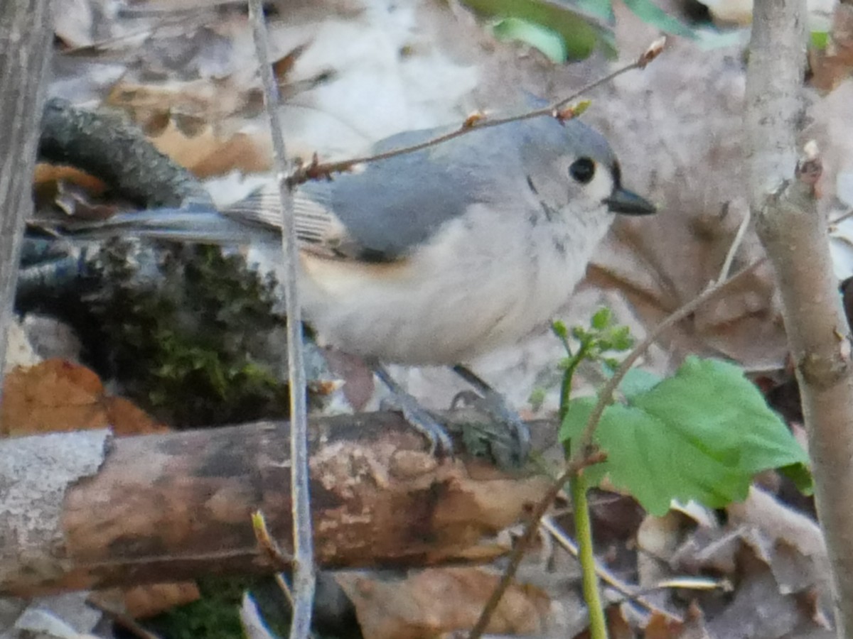 Tufted Titmouse - ML445699011