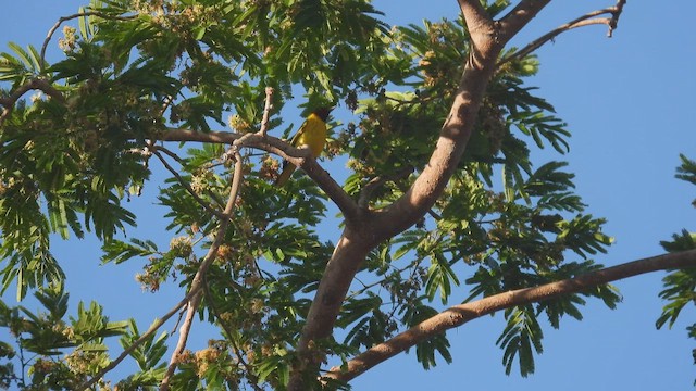 Yellow Warbler (Mangrove) - ML445699061