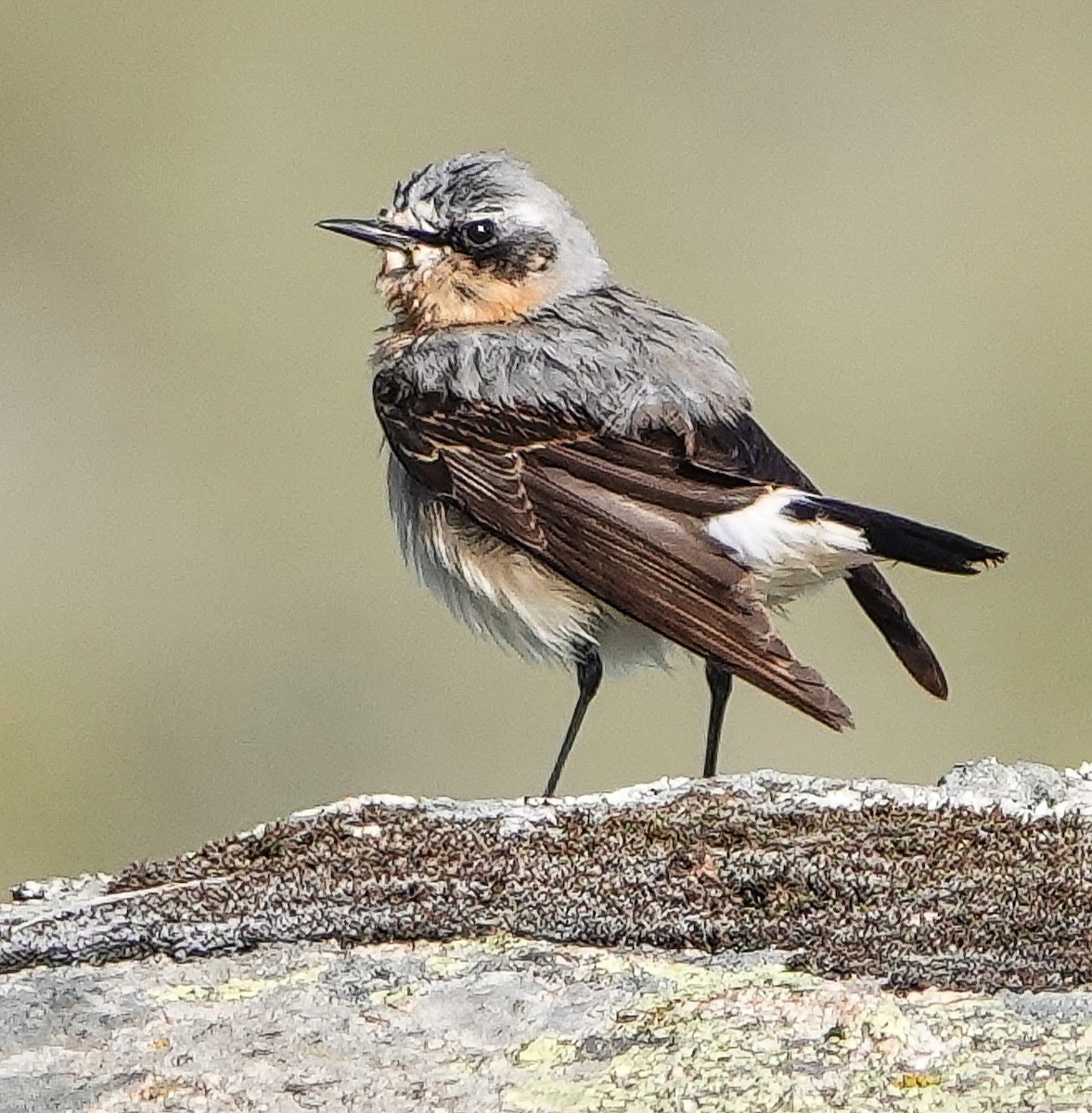 Northern Wheatear - ML445699261