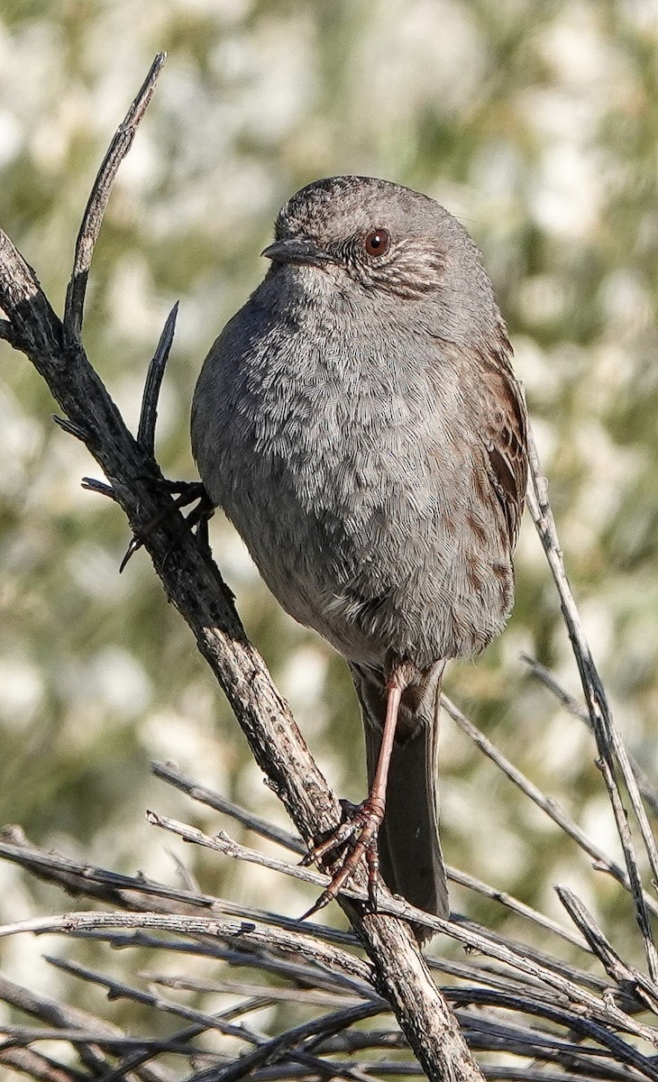 Dunnock - Kathleen Horn