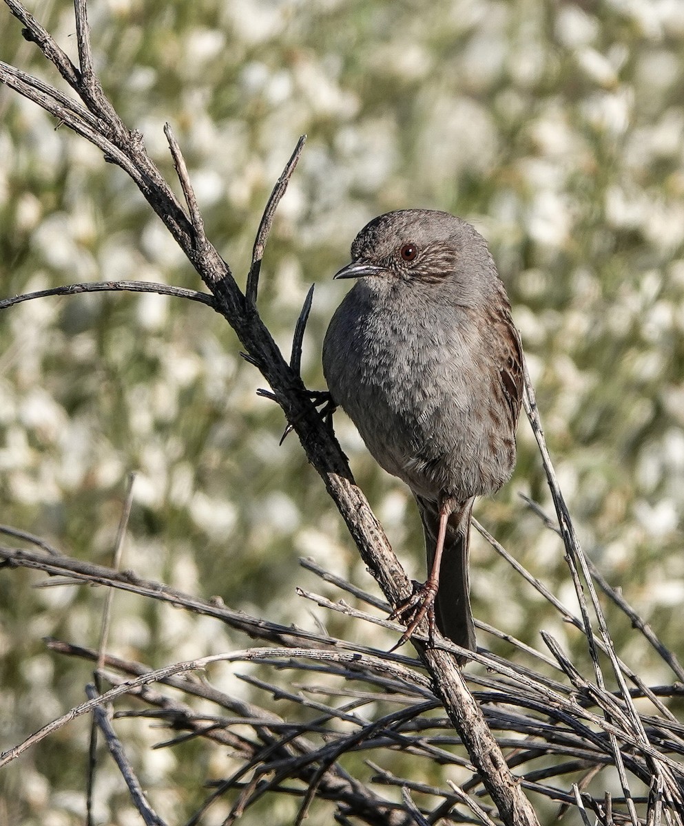 Dunnock - ML445700241