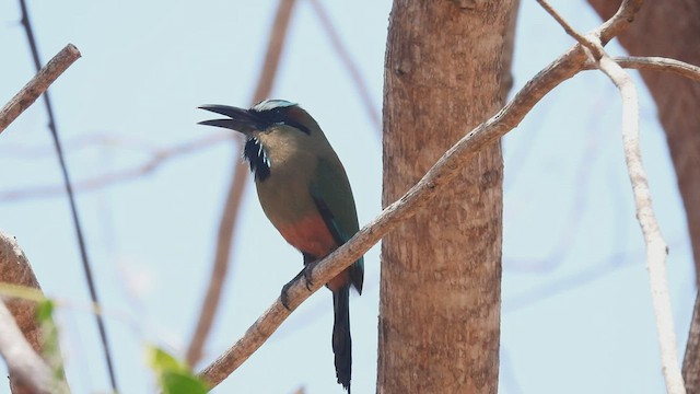 Motmot à sourcils bleus - ML445701131