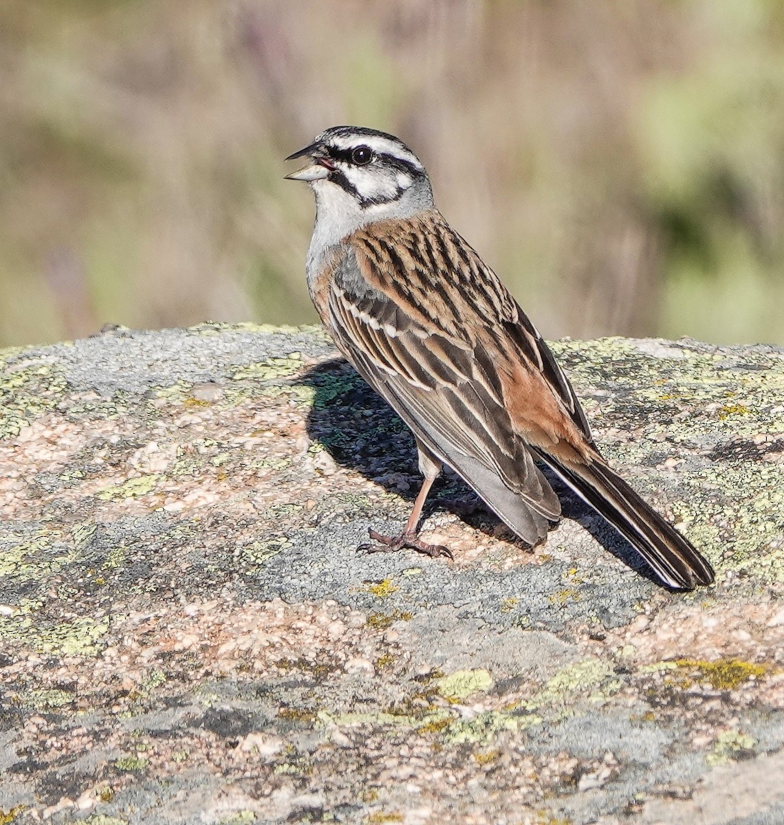 Rock Bunting - ML445701231