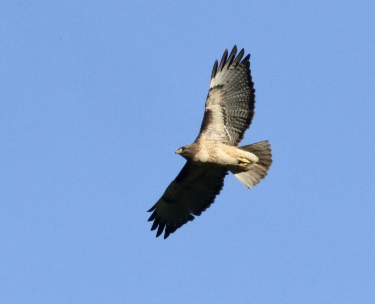 Red-tailed Hawk - ML44570411