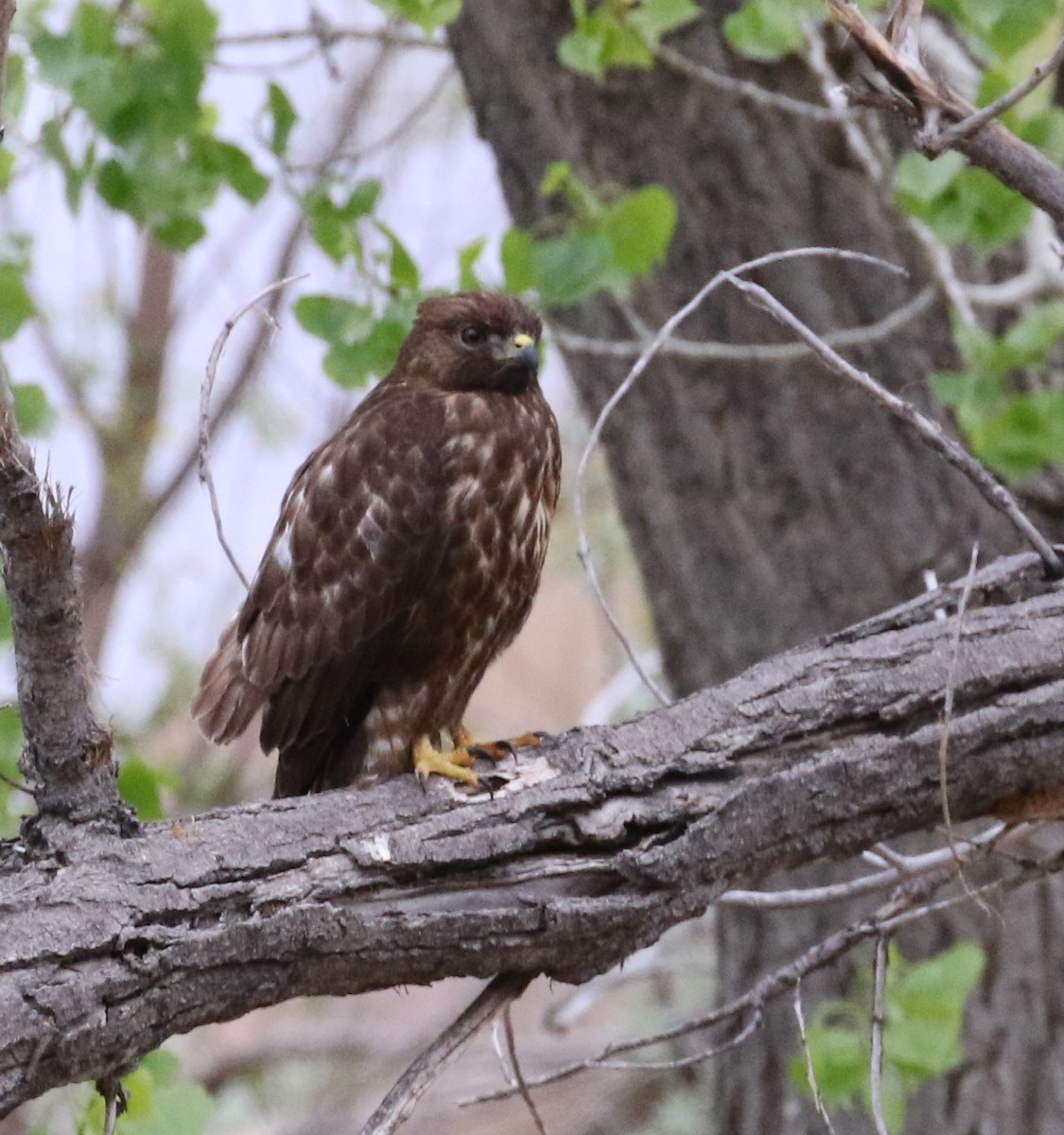 Broad-winged Hawk - ML445707501