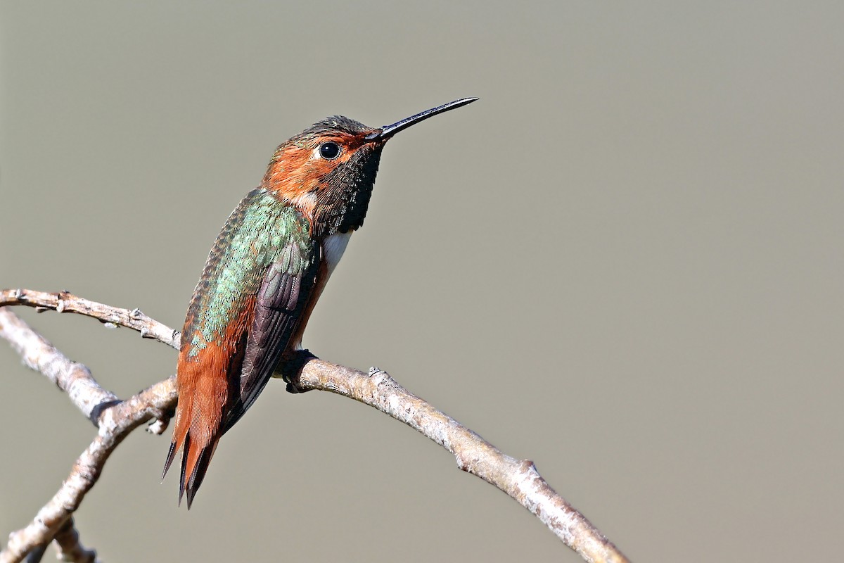 Allen's Hummingbird - ML445707631