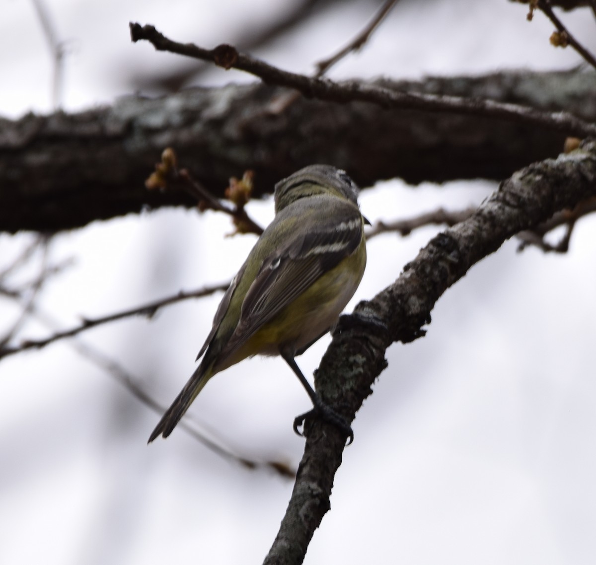 Kurşuni Vireo (notius/montanus) - ML445708871