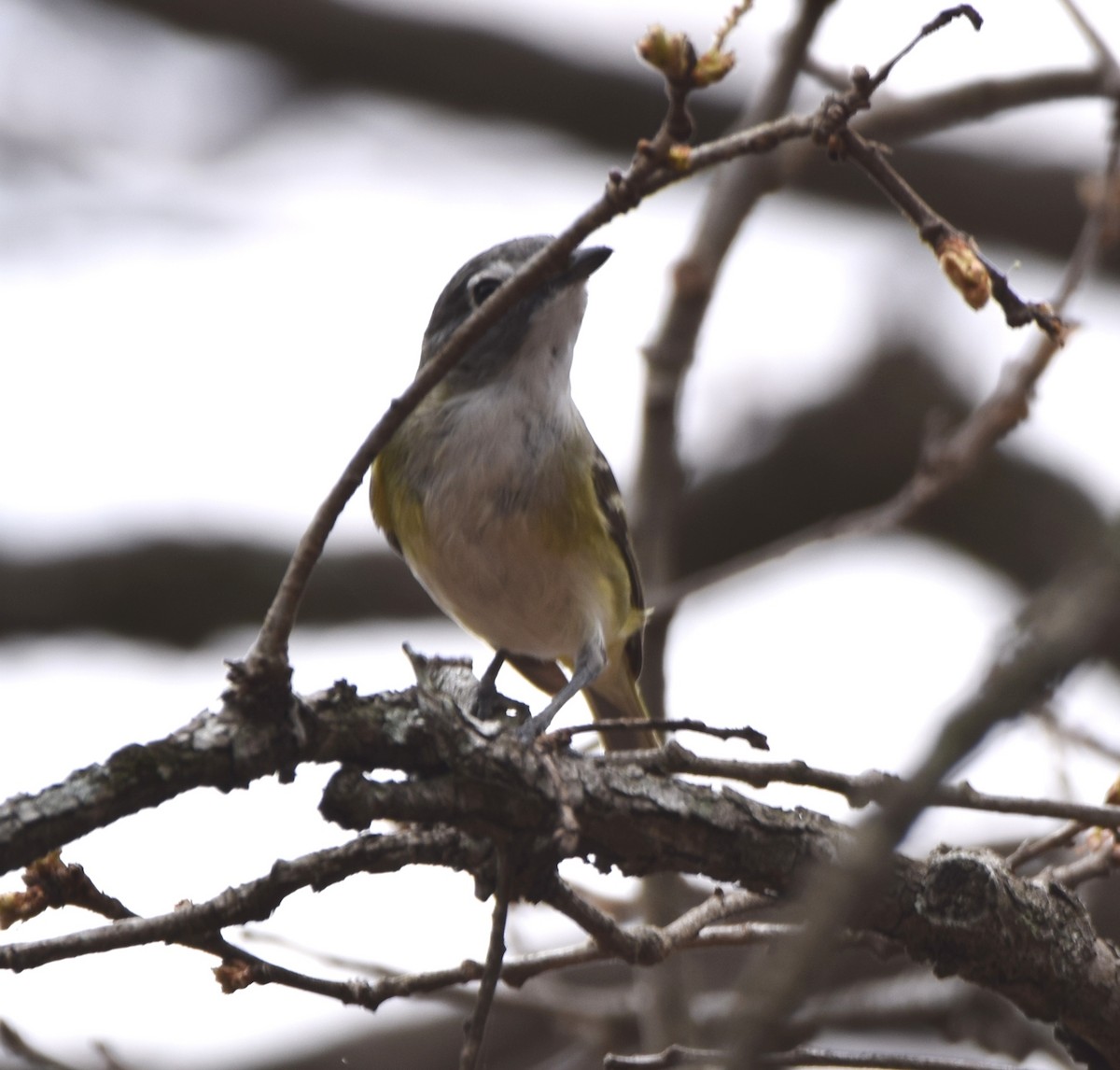 Kurşuni Vireo (notius/montanus) - ML445708881