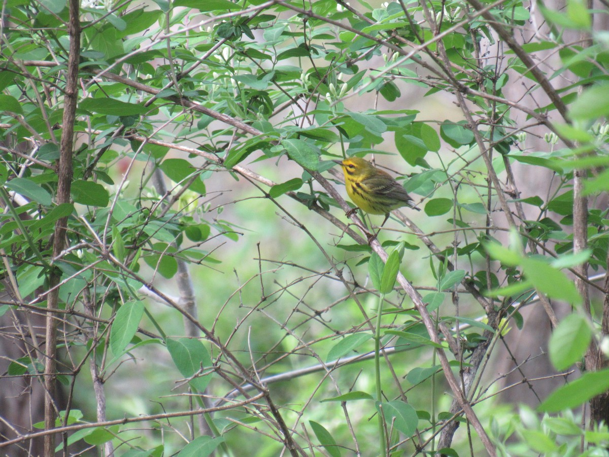 Prairie Warbler - John Coyle