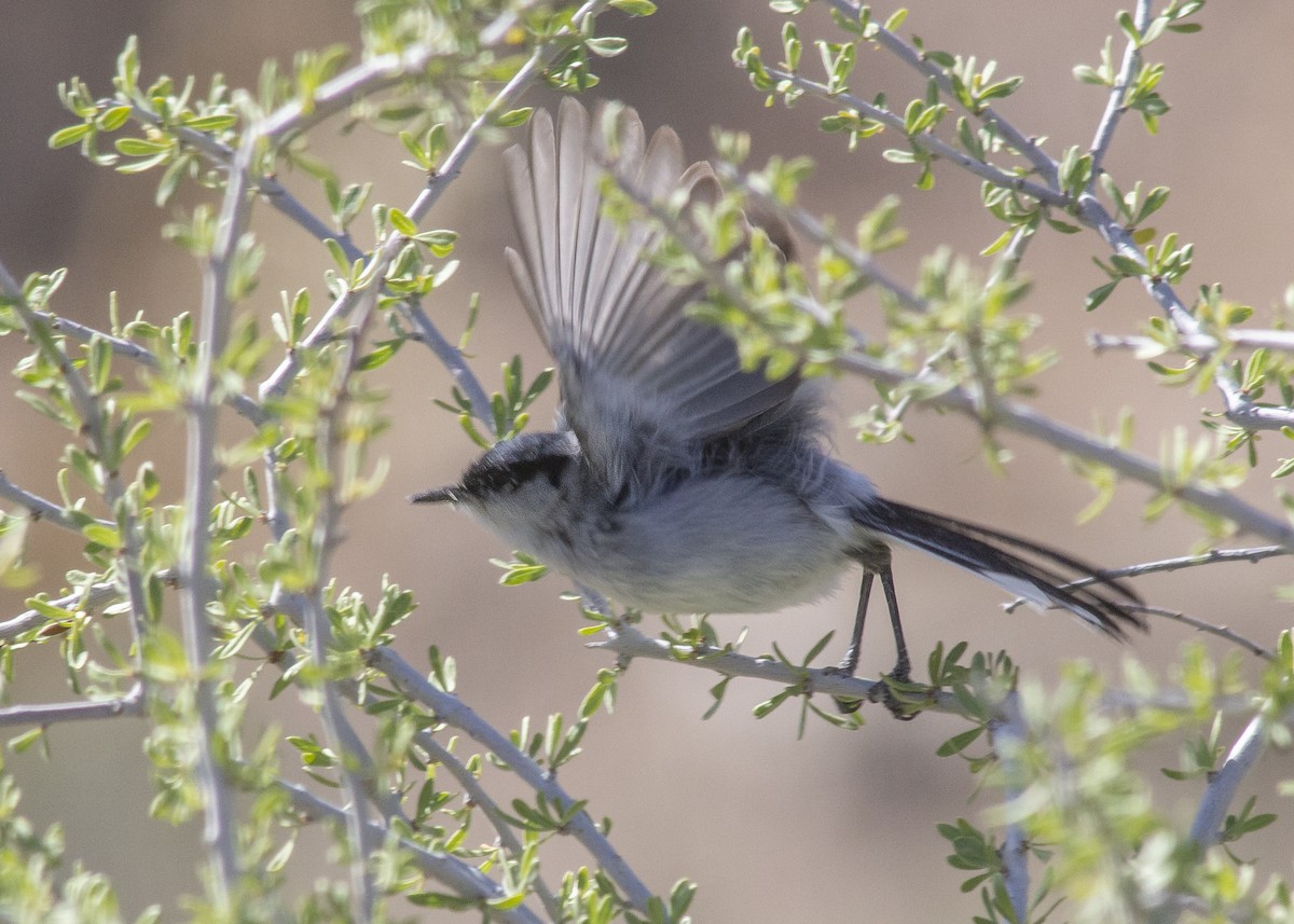 Black-tailed Gnatcatcher - ML445710631