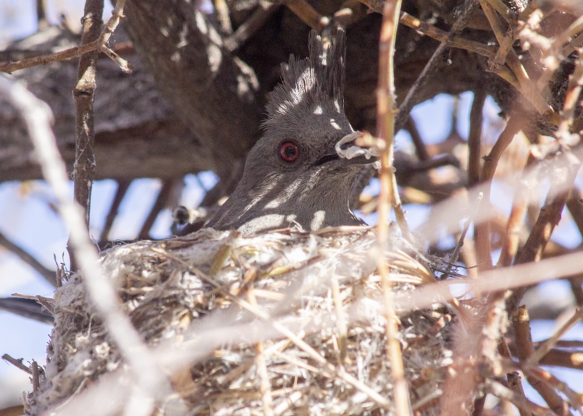 Phainopepla - Darren Pendleton