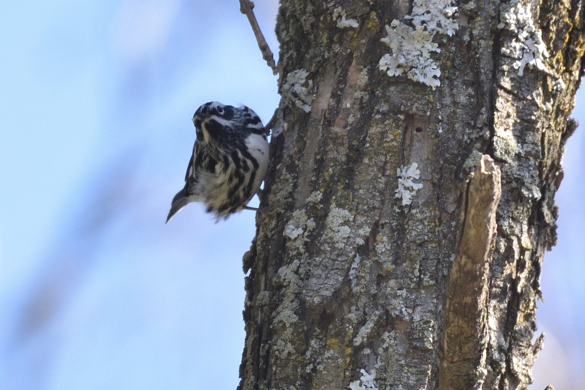 Black-and-white Warbler - ML445711441