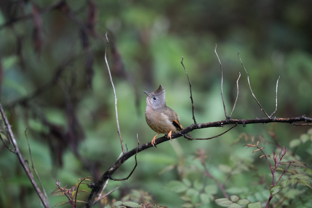 Stripe-throated Yuhina - ML445714691