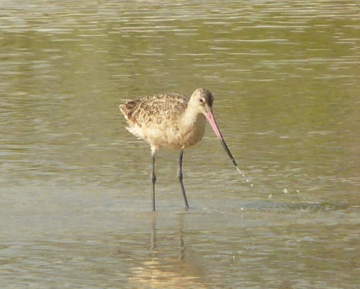 Marbled Godwit - Bill Pranty