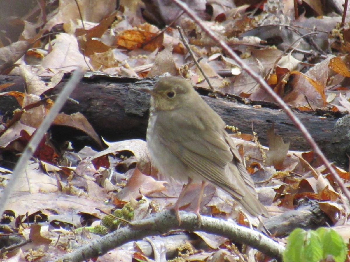 Swainson's Thrush - ML445715501