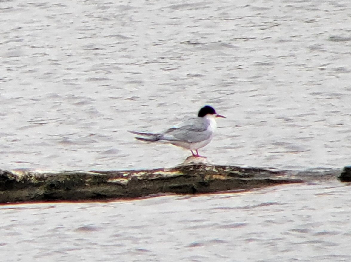 Common Tern - ML445715911