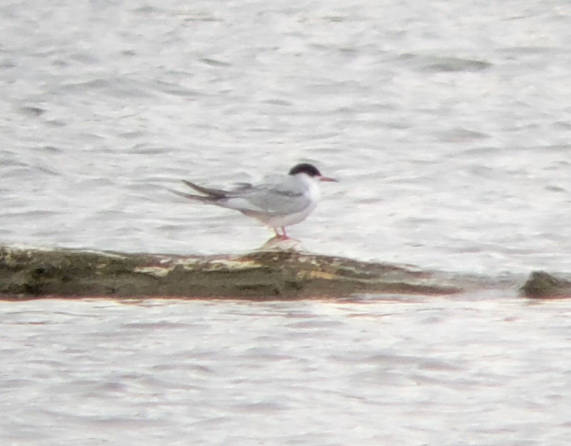 Common Tern - ML445715921