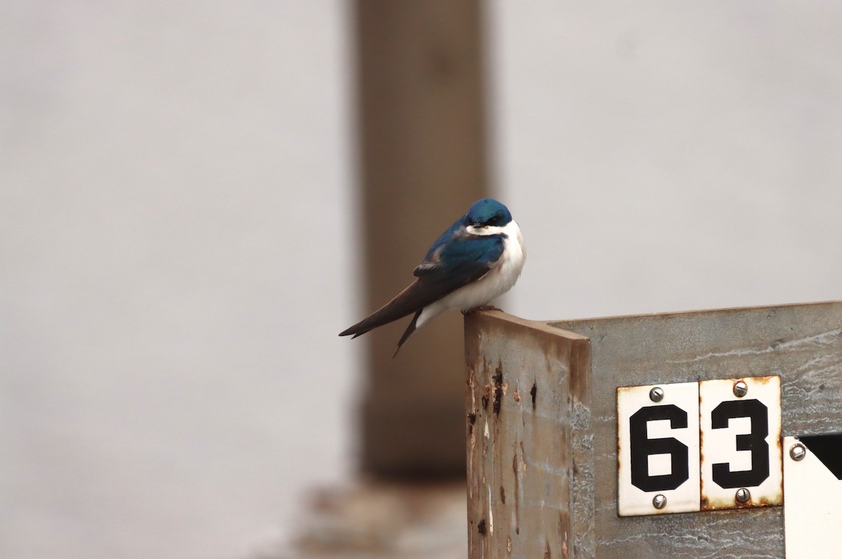 Tree Swallow - ML445717371