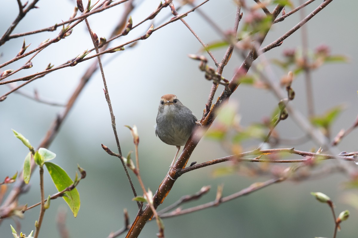 Gray-sided Bush Warbler - ML445717601