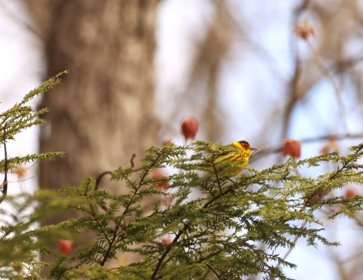 Cape May Warbler - ML445718501