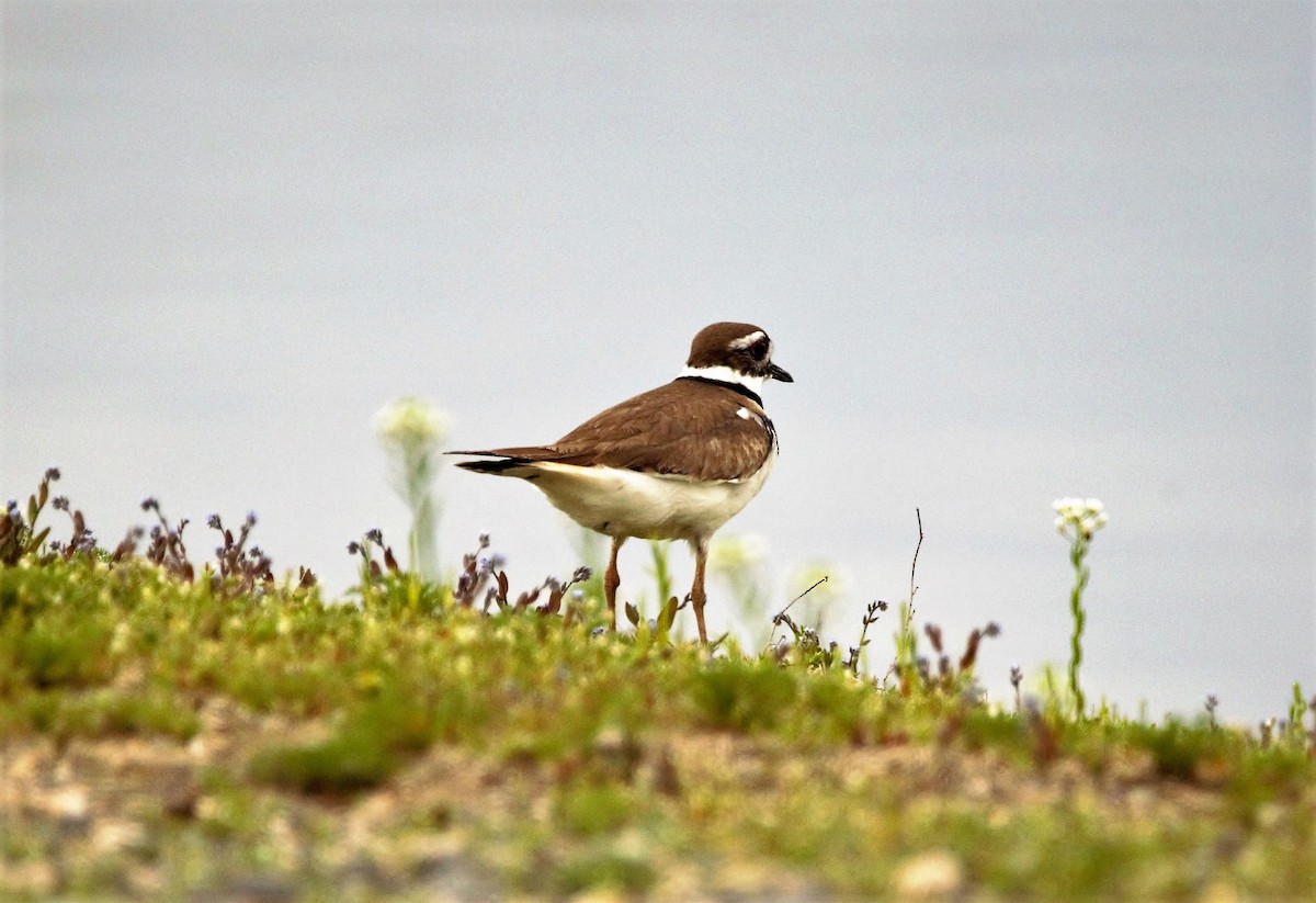 Killdeer - Nancy Posey