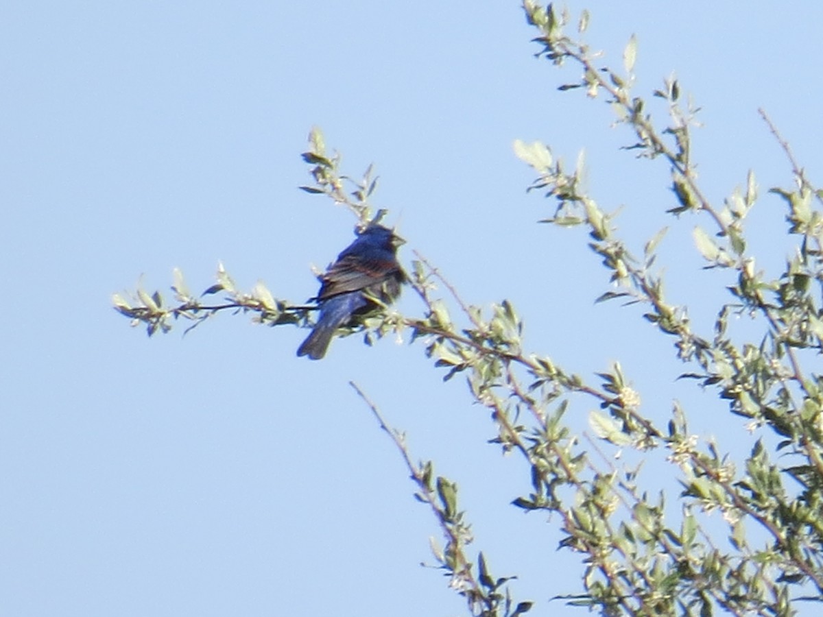 Guiraca bleu - ML445718991