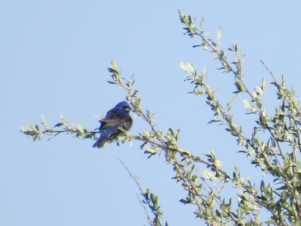 Guiraca bleu - ML445719001