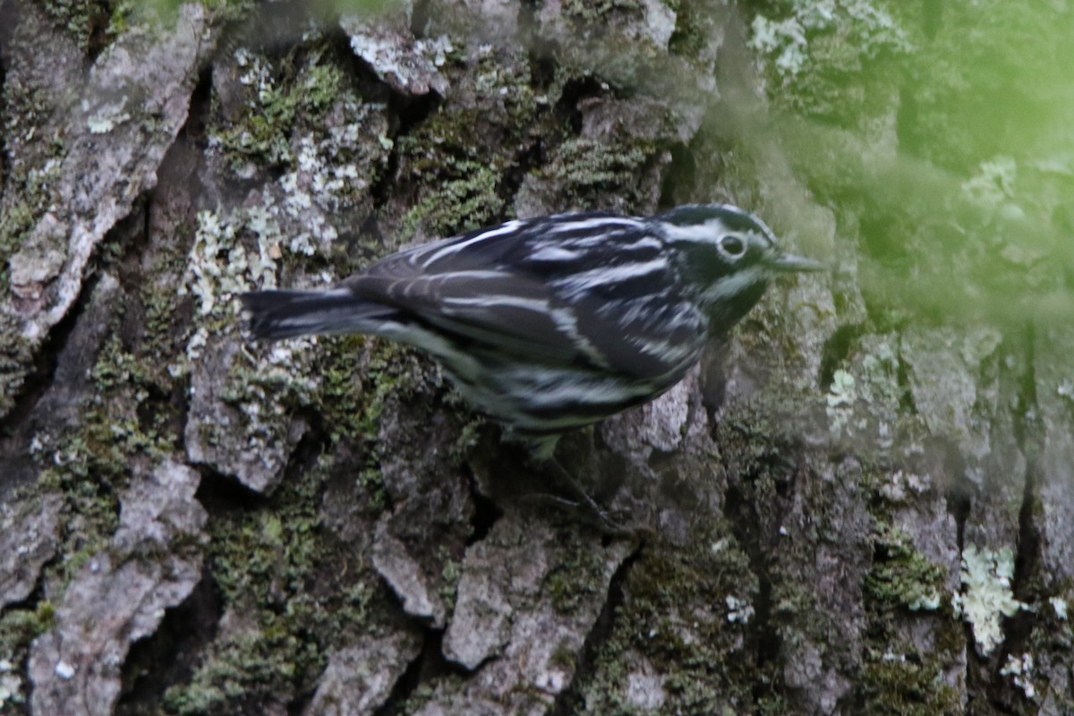 Black-and-white Warbler - Joe Baldwin