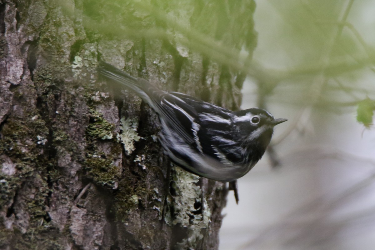 Black-and-white Warbler - ML445719801