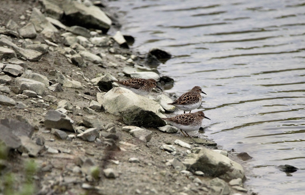 Least Sandpiper - Nancy Posey