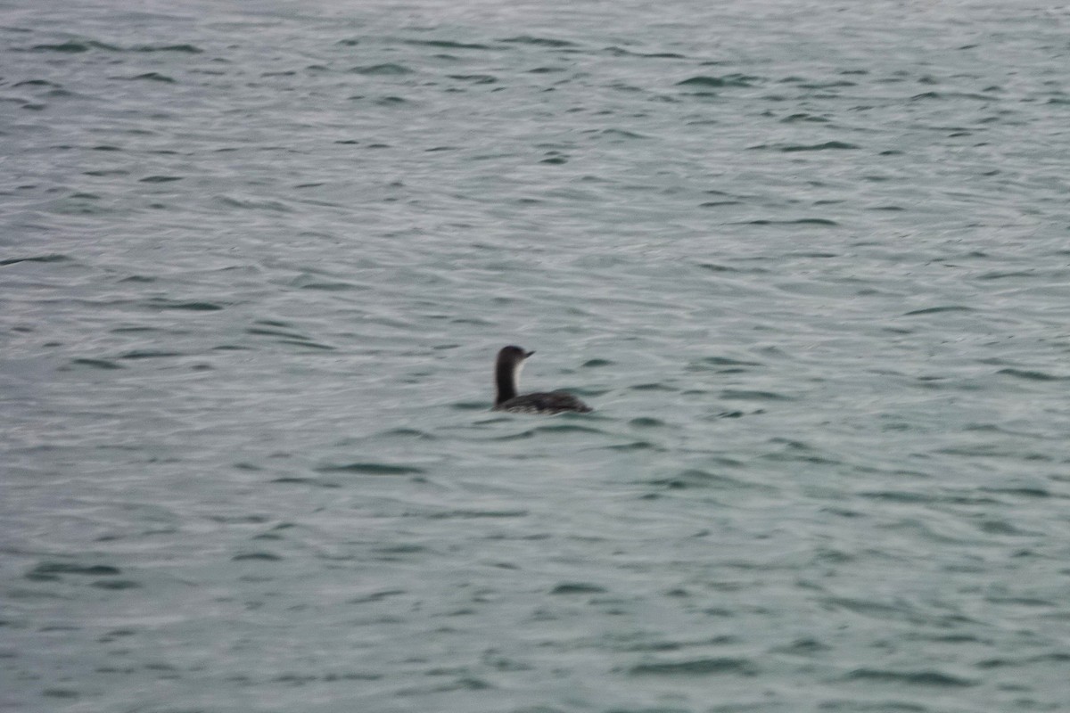 Common Loon - M&D Freudenberg