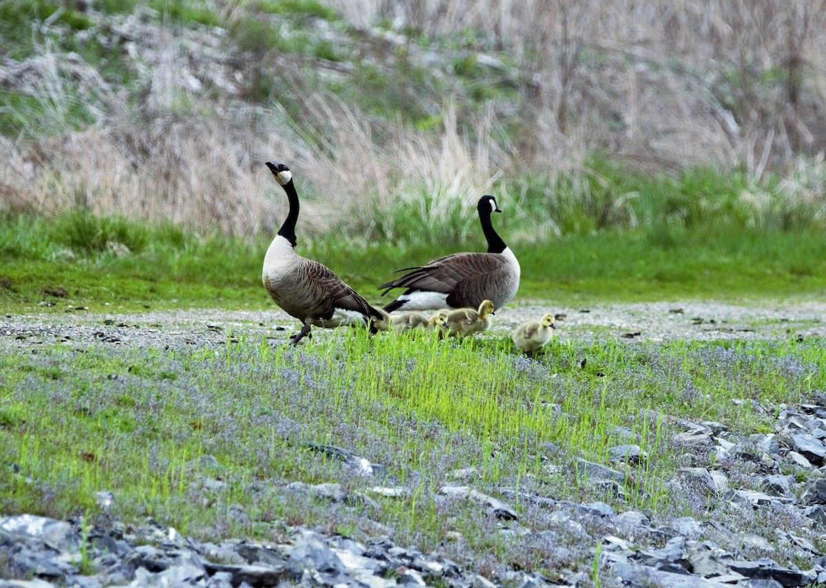 Canada Goose - Nancy Posey