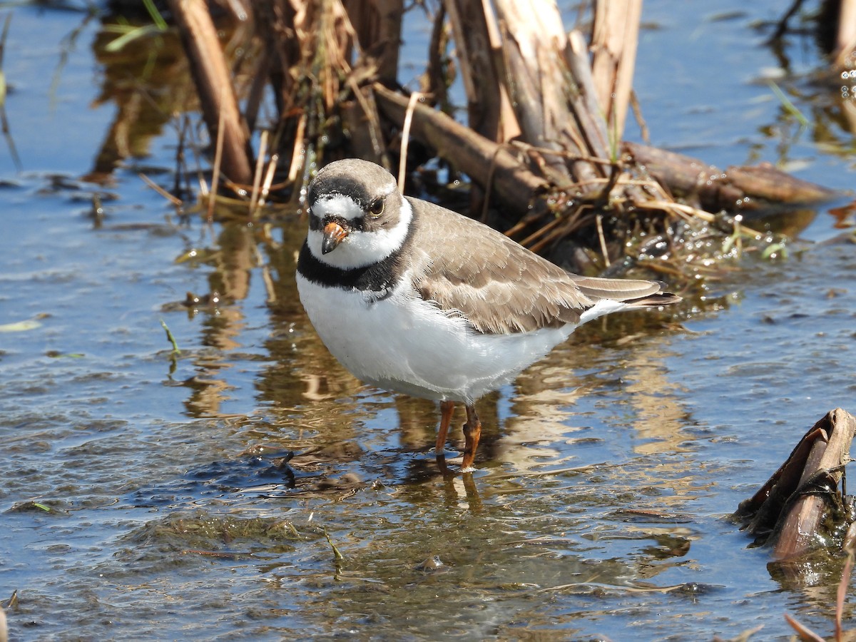 Semipalmated Plover - ML445721211