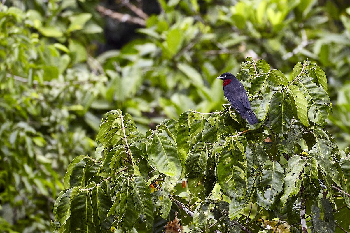 Purple-throated Fruitcrow - Jorge Wolf