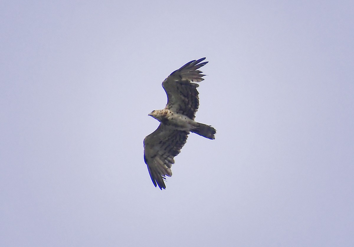 Short-toed Snake-Eagle - ML445722611