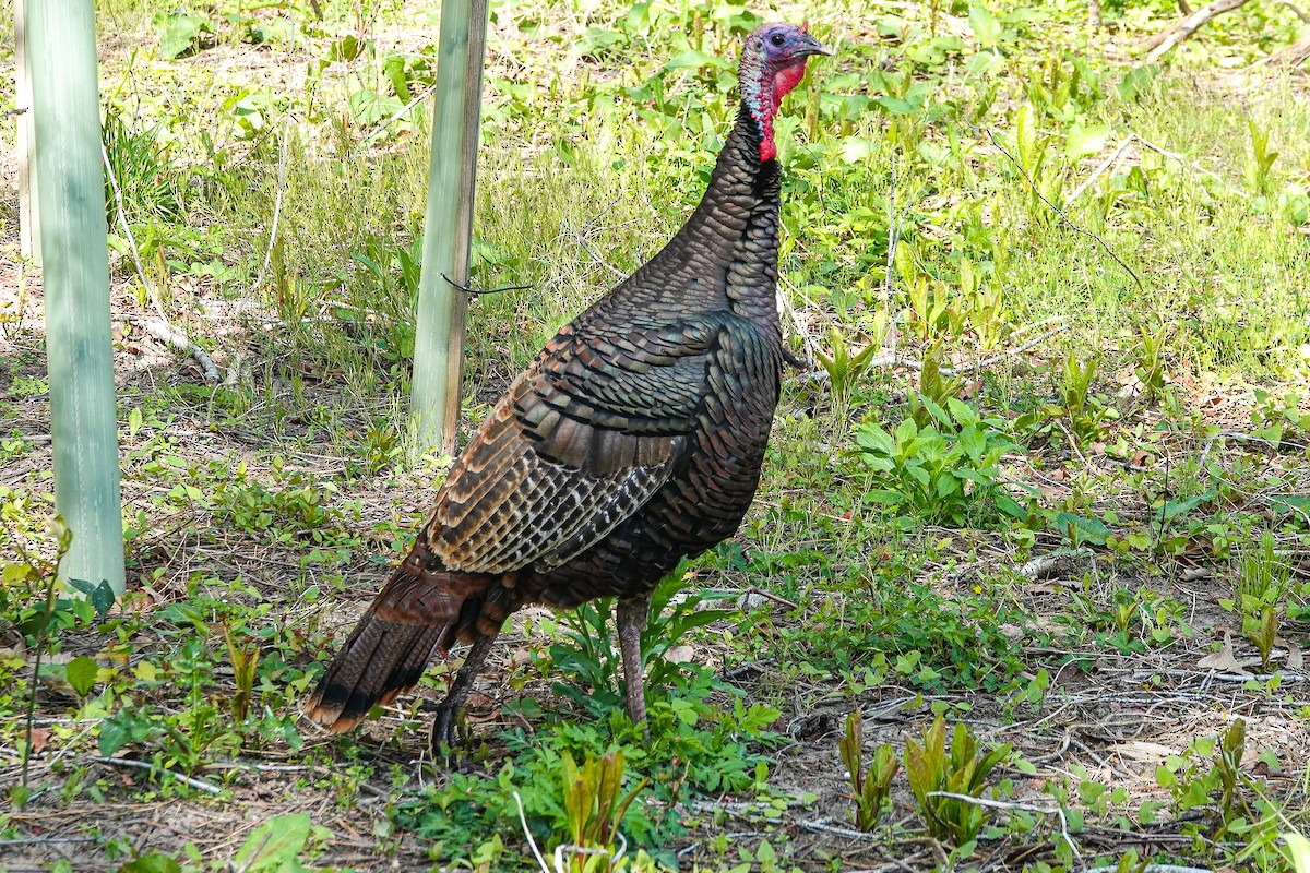 Wild Turkey - ML445722621