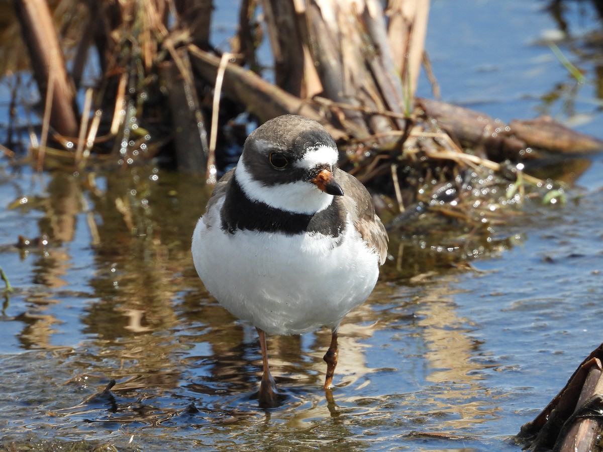 Semipalmated Plover - ML445722661