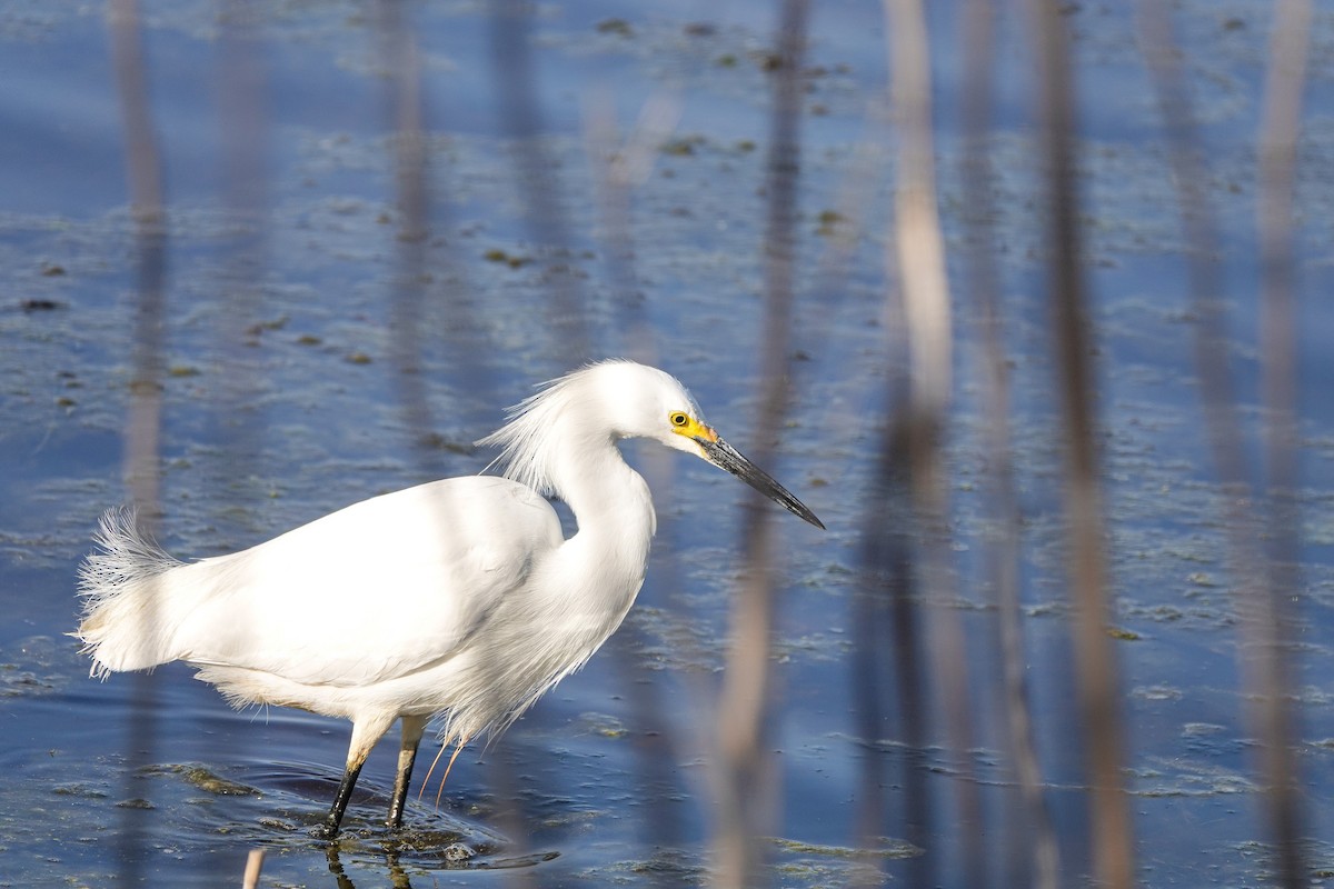 Snowy Egret - M&D Freudenberg