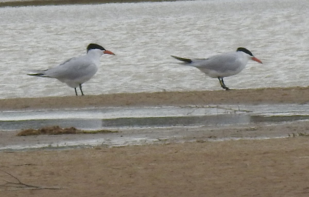 Caspian Tern - ML445723371