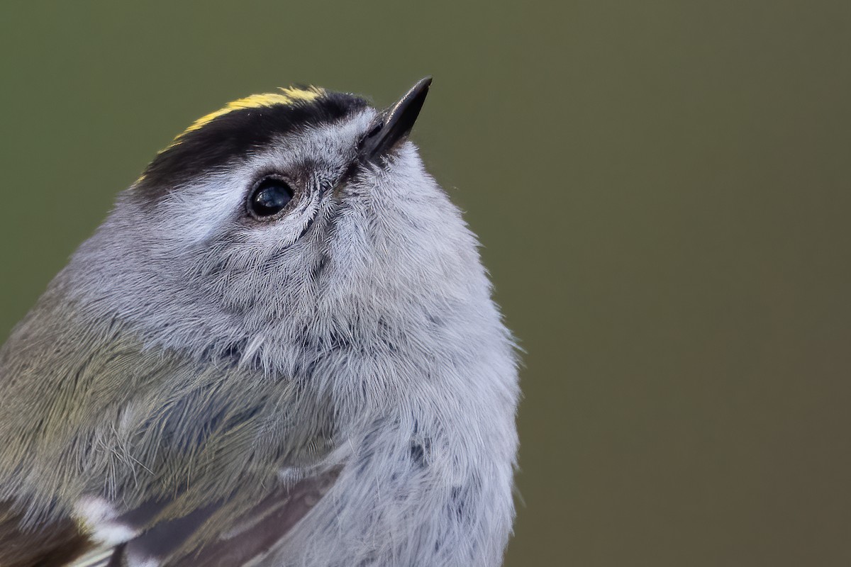 Golden-crowned Kinglet - ML445725761