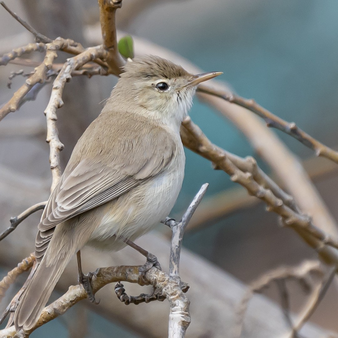 Eastern Olivaceous Warbler - ML445726381