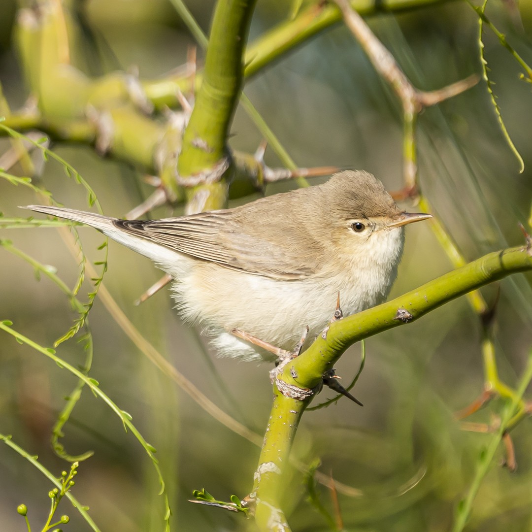 Eastern Olivaceous Warbler - ML445726551