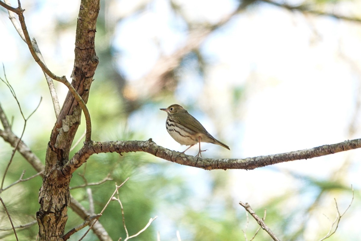 Ovenbird - M&D Freudenberg