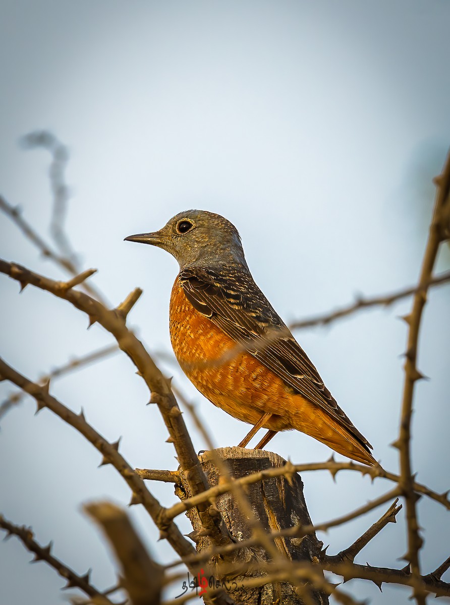 Rufous-tailed Rock-Thrush - ML445727911