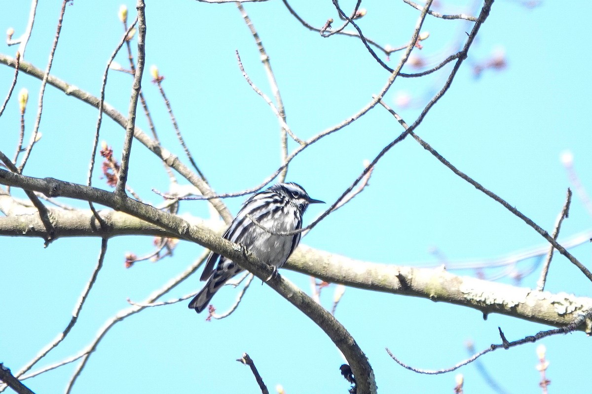 Black-and-white Warbler - M&D Freudenberg