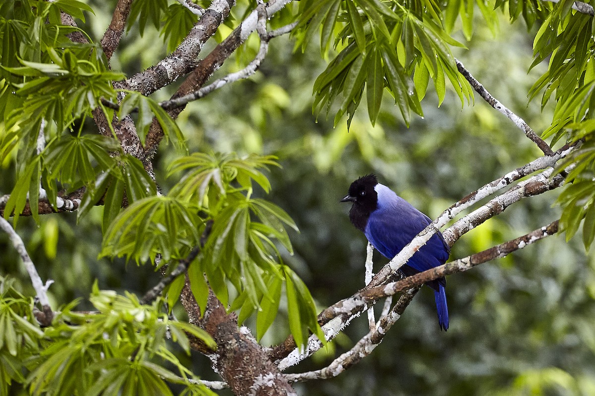 Violaceous Jay - Jorge Wolf