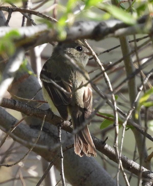 Hammond's Flycatcher - Cory Shaw