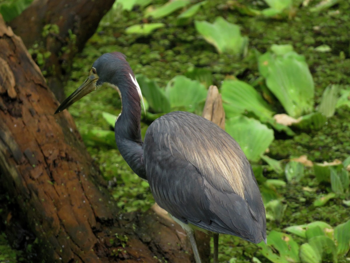 Tricolored Heron - ML445728641