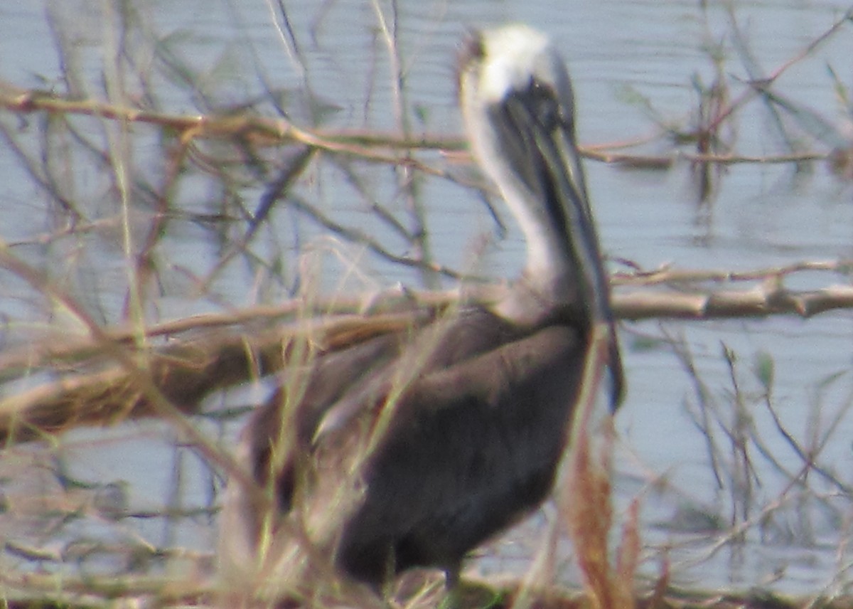 Brown Pelican - Al Garner